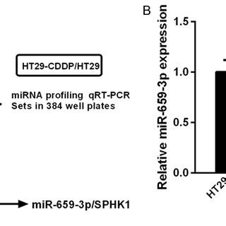 Exogenous SPHK1 Re Introduces CDDP Tolerance To HT29 CDDP And LOVO CDDP