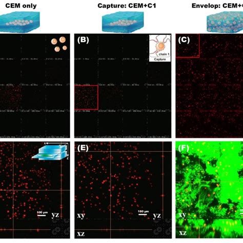 Figure S9 Brightfield Microscopy Characterization Of The Capture Of Download Scientific