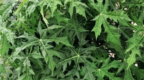 Discover The Incredible Health Benefits Of Papaya Leaves With