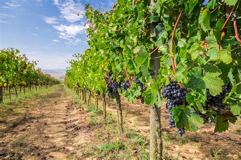 Botrite Della Vite Rimedi A Base Di Zeolite Agricola Internazionale