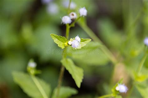 Flores De Un Ageratum Conyzoides De Caprino Imagen De Archivo Imagen