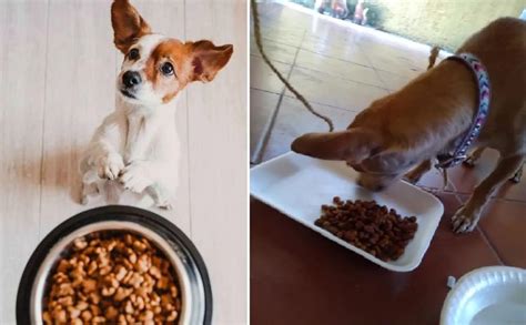 Conoce Las Mejores Marcas De Croquetas Para Tu Mascota