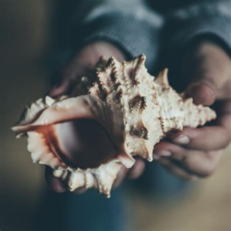 Premium Photo Cropped Hands Of Woman Holding Seashell