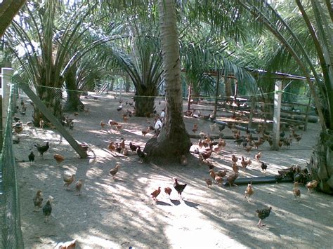 Ternakan Puyuh Den Diar Farm Jalan Jalan Pergi Ladang Ayam Kampung