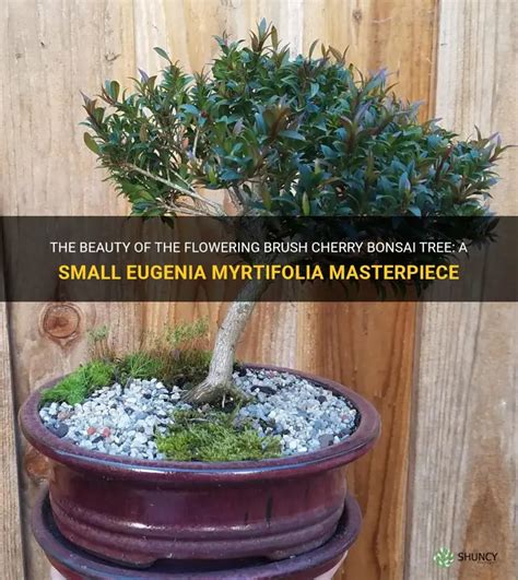 The Beauty Of The Flowering Brush Cherry Bonsai Tree A Small Eugenia