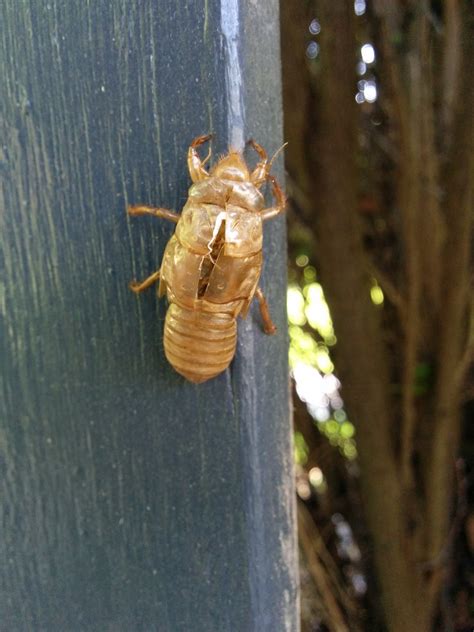 Cicadas Shell