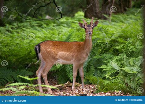 Fallow Deer In Green Ferns Stock Image Image Of Standing 33548571