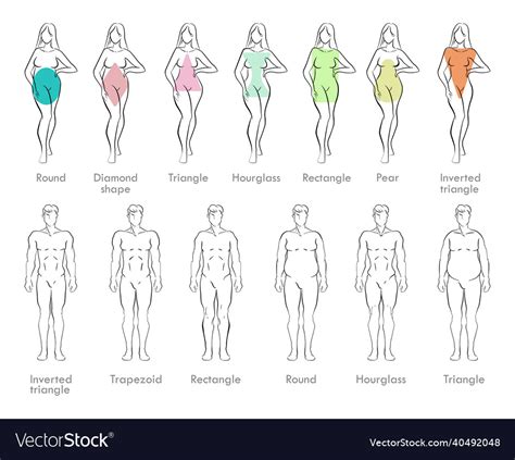 Male And Female Body Types Royalty Free Vector Image