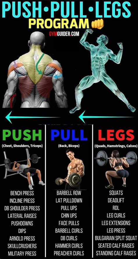 Push Pull Legs Split Day Weight Training Workout Schedule And Plan