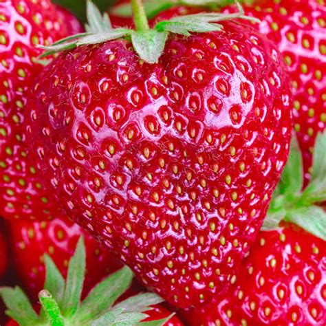 Everbearing Strawberry Collection | Gurney's Seed & Nursery