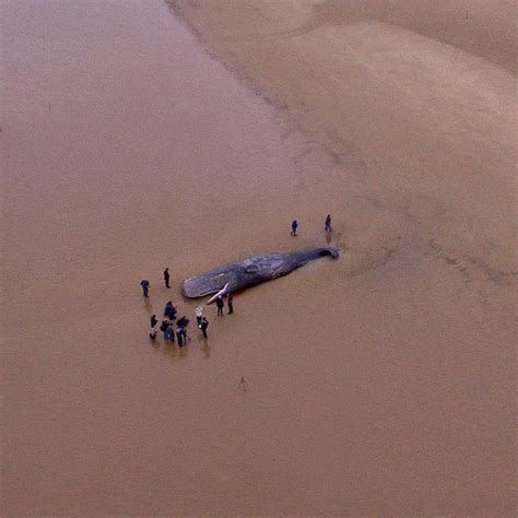 Ballenas Cada vez estamos más cerca de resolver el misterio de las