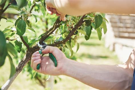 ᐅ Granatapfelbaum schneiden Anleitung und Tipps