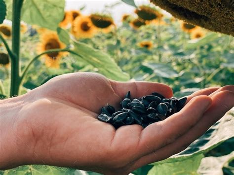 Sunflower harvest Stock Photo by David_Tanke | PhotoDune