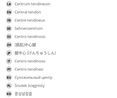 Central tendon - e-Anatomy - IMAIOS