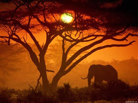 Elephant Kenya wallpaper