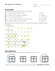 Monohybrid Cross Worksheet 2020 1 Pdf Name Monohybrid Cross Worksheet