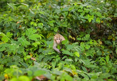 Alleged corruption in Cambodia’s monkey farms taints global wildlife trade