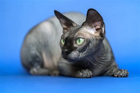 Exotic Cat Breeds