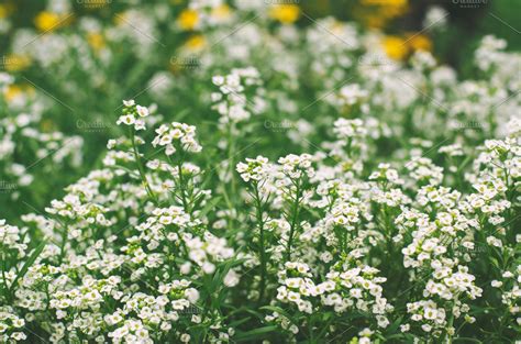 tiny white flowers stock picture high quality nature stock