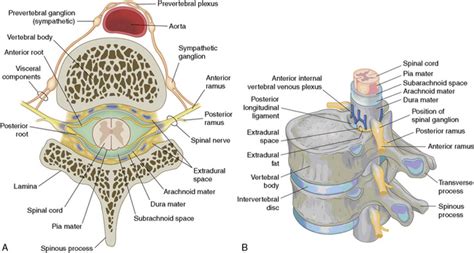 Epidural Blocks | Neupsy Key