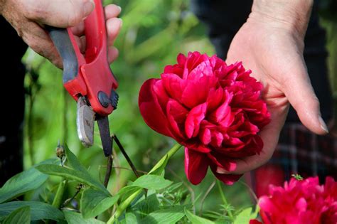 Pruning Peonies - How And When To Trim Peonies | Gardening Know How