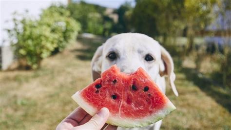 Frutas Que Tu Perro Puede Comer Con Moderaci N El Diario De Carlos Paz