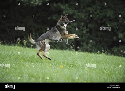 playing German Shepherd Stock Photo - Alamy