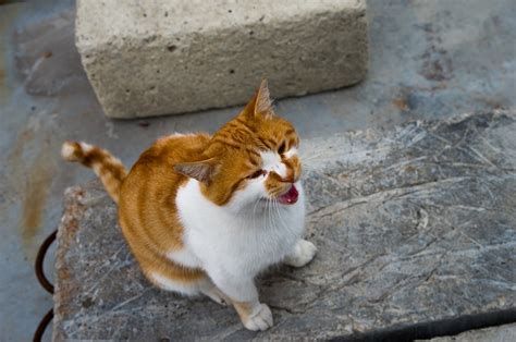 Why Do Cats Yowl Exploring Reasons Behind This Behavior Feeds