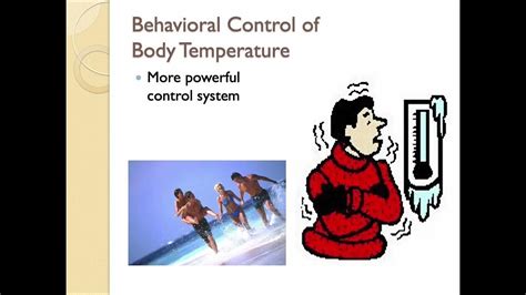 Thermoregulation Part 2 Youtube