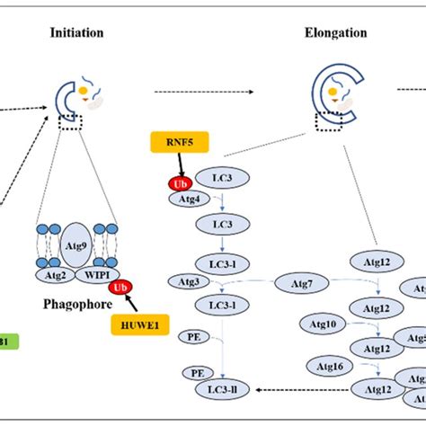 The Role Of E3 Ubiquitin Ligases And DUBs During Autophagy Process