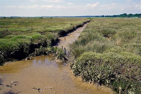 To Save Salt Marshes Researchers Deploy A Wide Arsenal Of Techniques