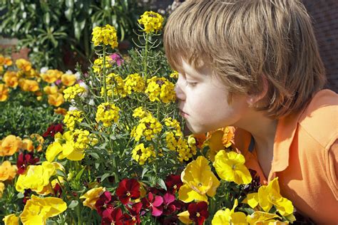 Why Can I Smell Fresh Flowers at Isaac Macquarie blog