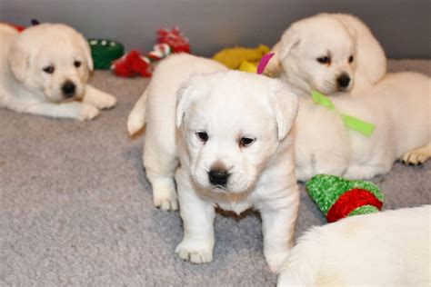 White Lab Puppies 1 Amazing White Labs English White Lab Puppies