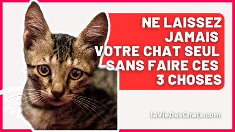 Ne Laissez Jamais Votre Chat Seul Sans Faire Ces 3 Choses La Vie Des Chats