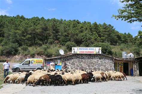 Ucuz Adak Kurbanl K Adak Kurban Sat Yeri Adak Kurban Fiyatlar