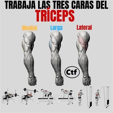 Trabaja Las 3 Caras Del Tríceps Cambiatufisico Blog