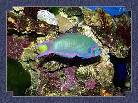 Tropical Fish Wallpaper Fish Wallpaper Fanpop