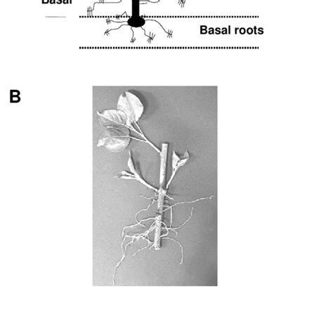 Lateral And Basal Adventitious Root Ar Types Of Populus Along With