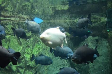 Abarrotan Locales El Aquarium De Veracruz Tras Entrar Gratis