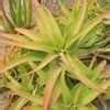 PlantFiles Pictures Aloe Species Van Balen S Aloe Aloe Vanbalenii