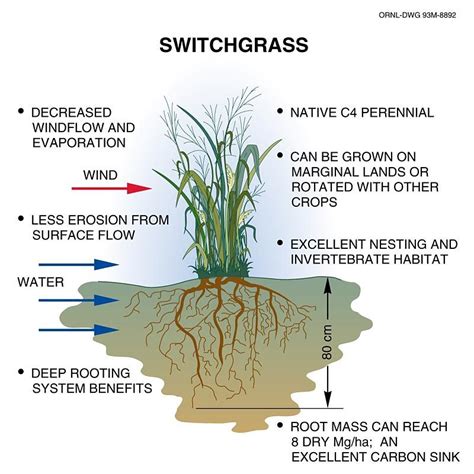 Switchgrass Google Search Plant Identification Outdoor Plants