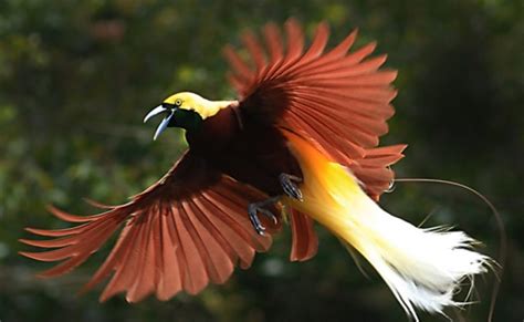 Nuri Sayap Burung Cendrawasih Biru Jenis Burung