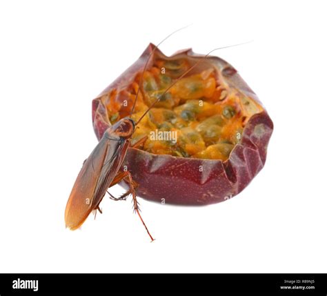 Cockroach eating passion fruit on white background Stock Photo - Alamy