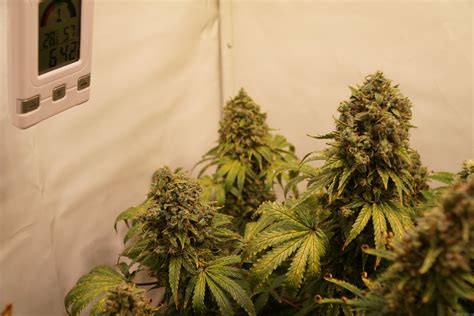 Galería de Variedades Green Gelato Royal Queen Seeds PIC