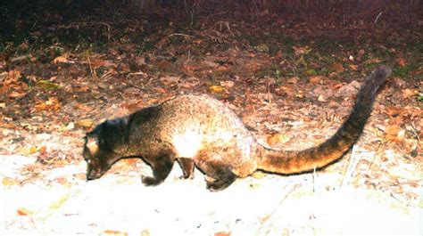 Brown Palm Civets (maraveruku) from Western Ghats to Nilgiris, Brown Palm Civet, endemic species ...