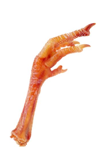 Chicken Feet Background Png Transparent Images Free Download Vector