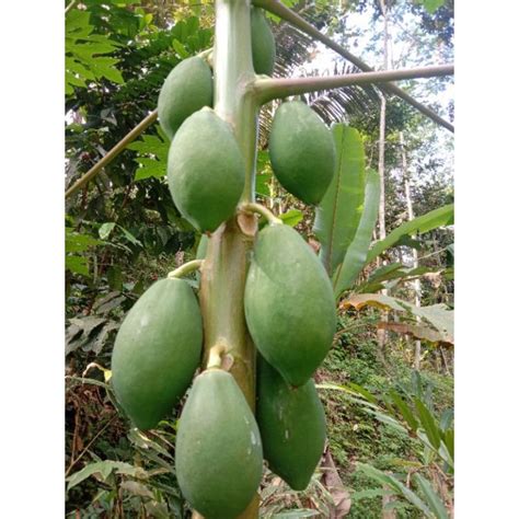 1kg buah pepaya muda segar/perbuah/sayur pepaya muda | Lazada Indonesia