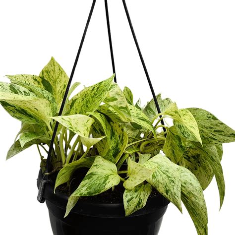 Marble Queen Pothos With Hanging Basket – Lalit Enterprise