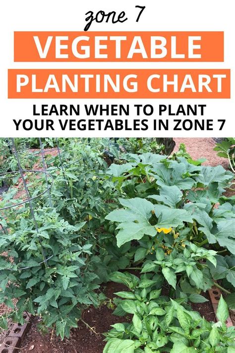 Zone 7 Vegetable Planting Chart Planting Vegetables Fall Garden Vegetables Summer Vegetables