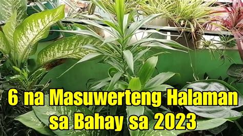 6 Na Masuwerteng Halaman Dapat Ilagay Sa Loob Ng Bahay Sa 2023 YouTube